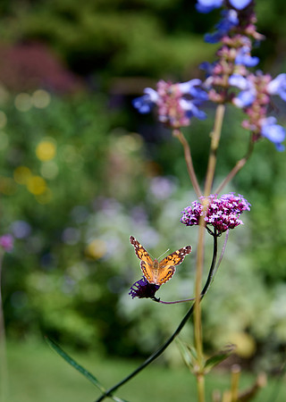 Thuya Garden Visitor 3