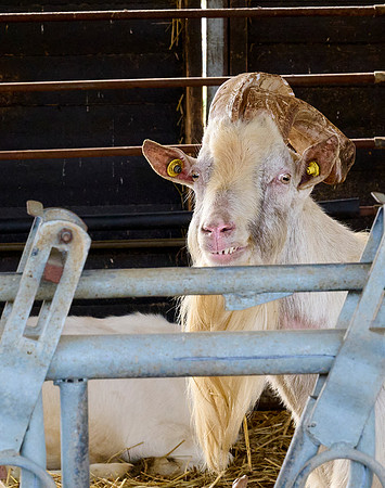 Old Goat
