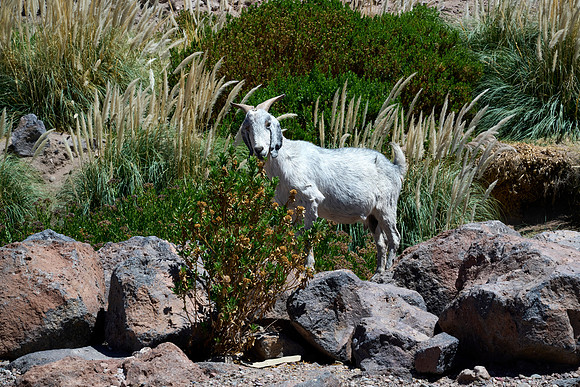 Goats Do Roam