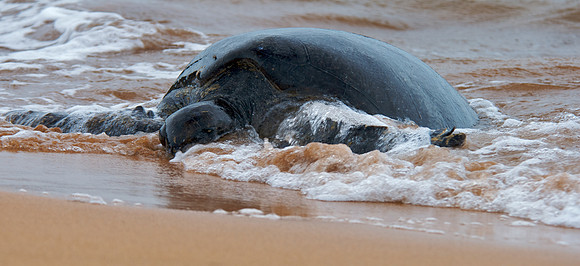 Green Sea Turtle - Returning from the Sea