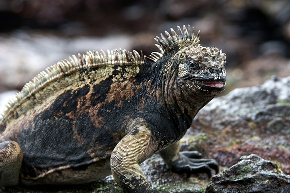 Marine Iguana - Yellow & Black