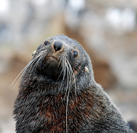 Antarctic Fur Seal