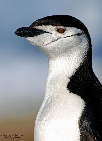 Chinstrap Penguin