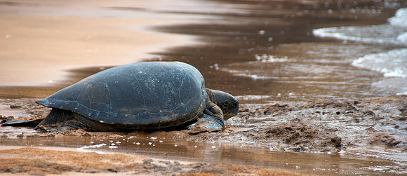 Green Sea Turtle - Reaching for the Sea