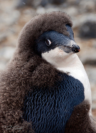 Adelie Penguin Chick