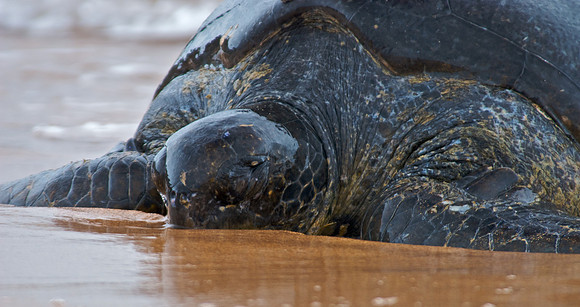 Green Sea Turtle - “Made It”