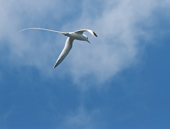 Red-billed Tropicbird