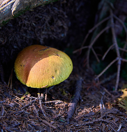 Goat Trail Mushrooms - 1