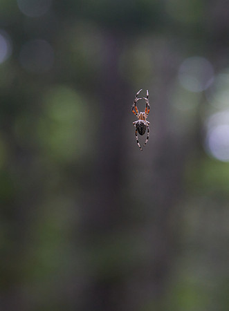 Orb Weaver - Floating