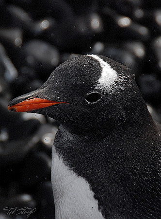 Gentoo Penguin Chick