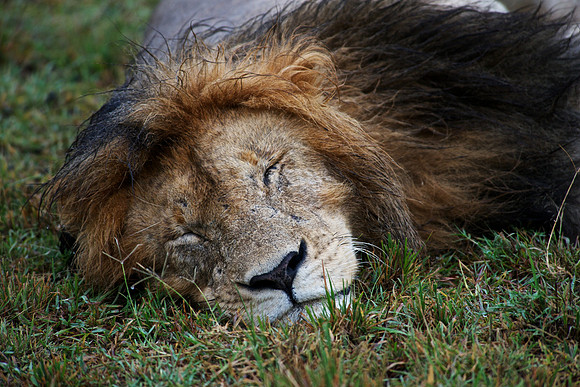 Zonked!