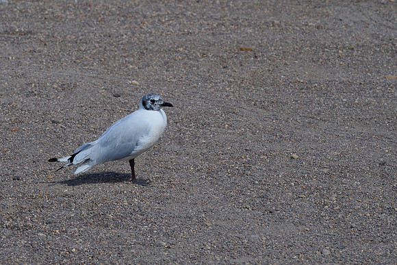Grey Gull