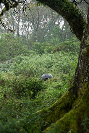 Giant Tortoise - In the Wild