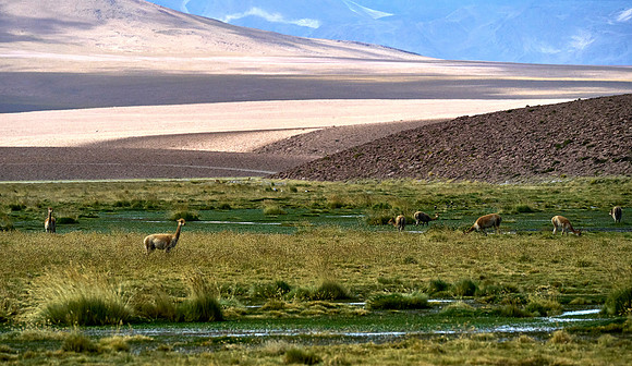 Vicuña Oasis
