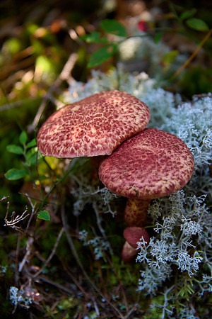 Goat Trail Mushrooms - 2
