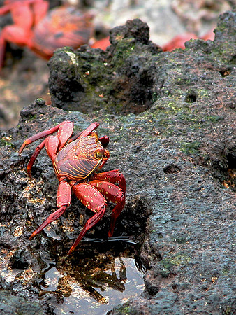 Sally Lightfoot Crab
