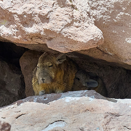Viscacha!