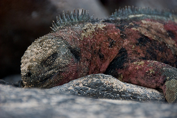 Marine Iguana - Red & Green