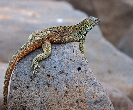 Lava Lizard