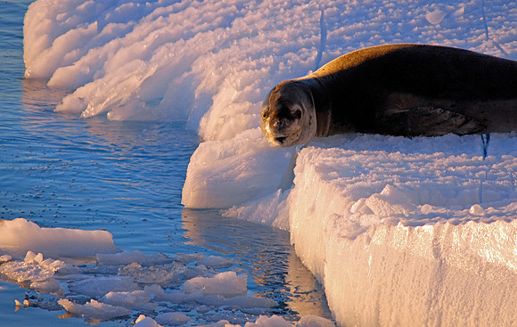 Leopard Seal