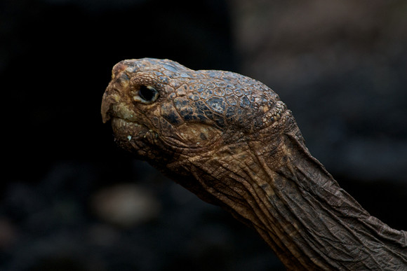 Giant Tortoise - Super Diego
