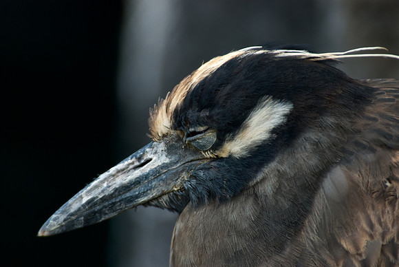 Yellow-crowned Night Heron