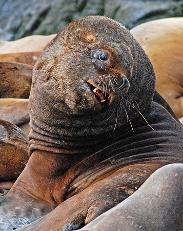 South American Fur Seal Bull